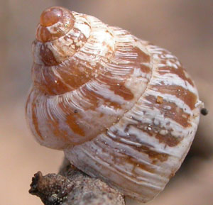 Cochlicella conoidea Viu1212224819t
