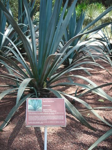 agave tequilana weber