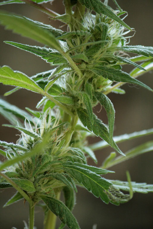 Marihuana: ¿droga o medicina, problema o solución? Marihuana: ¿droga o medicina, problema o solución?