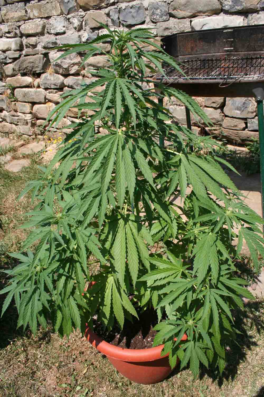 FOTOS DE LA PLANTA MARIHUANA fotos de la planta marihuana: