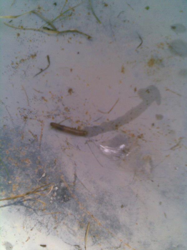 Fotografías de gusanos grises