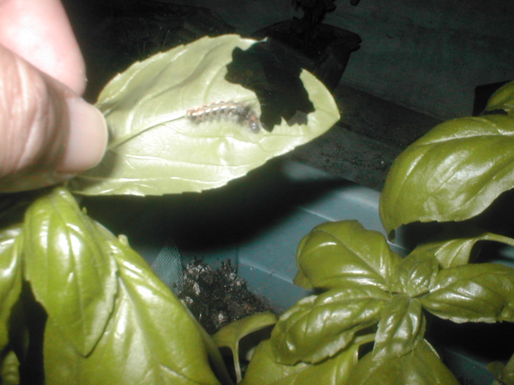Foto e identificación de gusano este u oruga que se está comiendo la hoja