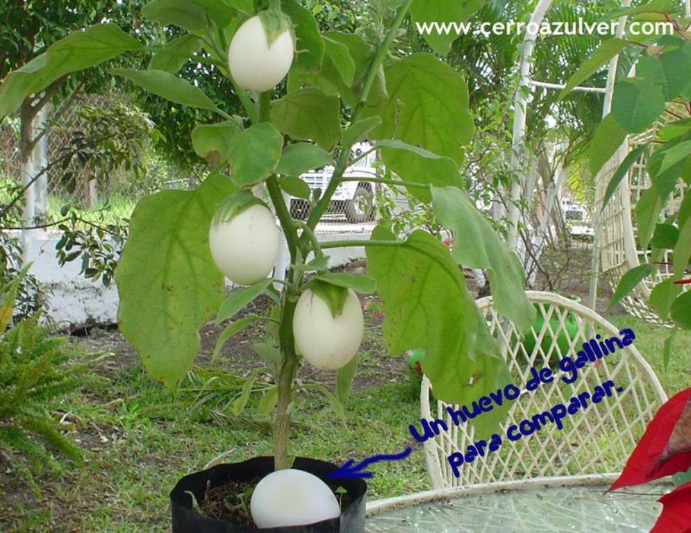 Huevos+De+Toro+Arbol ... de arbol de la salchicha por esquejes de hoya - Foro de InfoJardín
