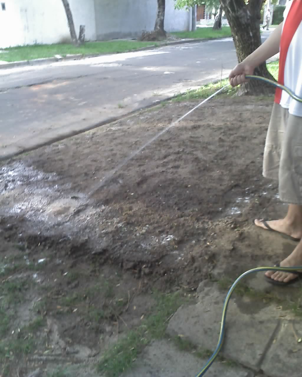 Césped recién sembrado