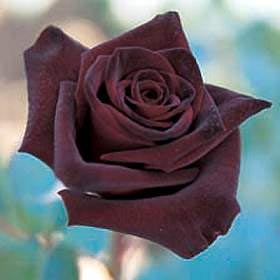 Fotos de rosas negras