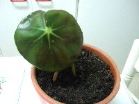 Begonia hydrocotylifolia: cuidados