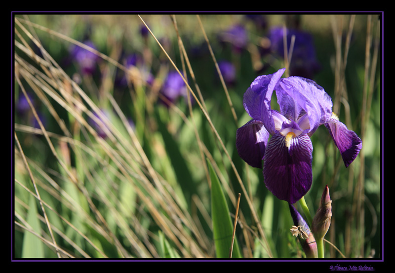 Identificar flor de color lila