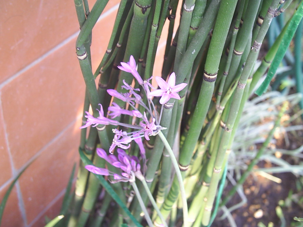 Tulbagia violeta (Tulbaghia violacea): tiene aroma a ajo y flores  comestibles