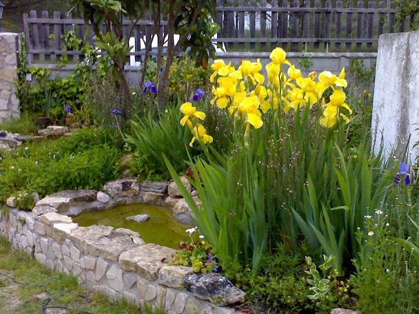 Foto de bello lirio de flor amarilla junto a un estanque