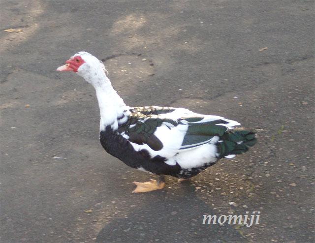 [​IMG]