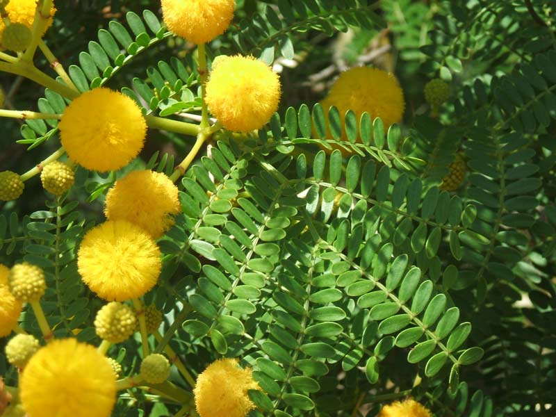 Foto de Acacia sp.