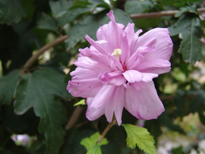 Fotos de Hibiscus syriacus de flor doble (rosas)