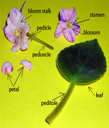 Reproducción de violetas africanas por semillas: os comparto lo que sé