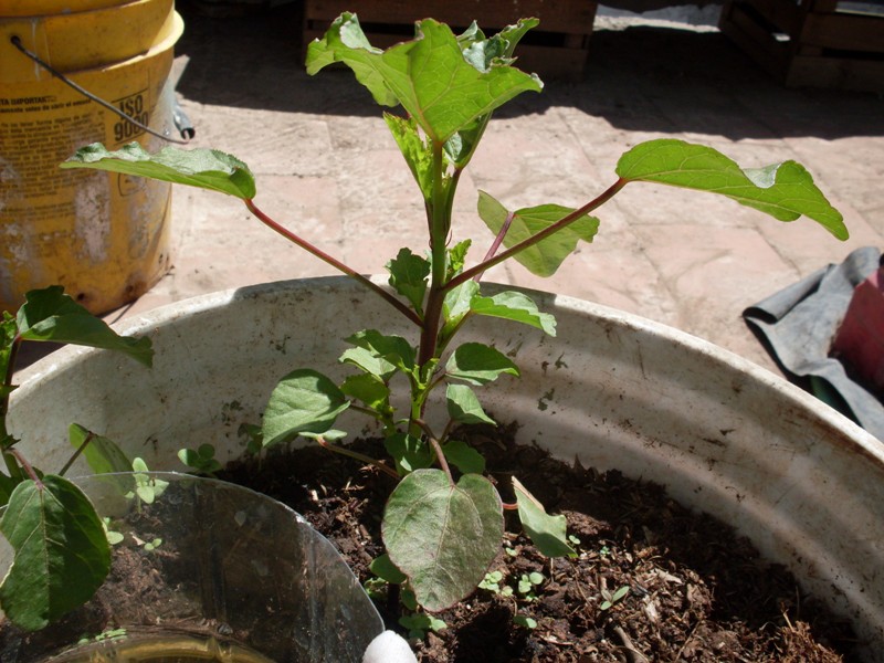 Flor de Jamaica (Hibiscus sabdariffa) para hacer té o agua de Jamaica:  información | Página 2