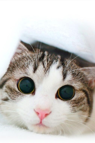 [​IMG]