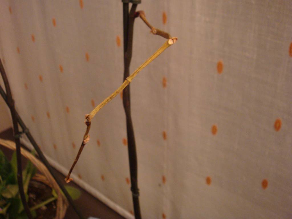 Mi orquídea se está secando