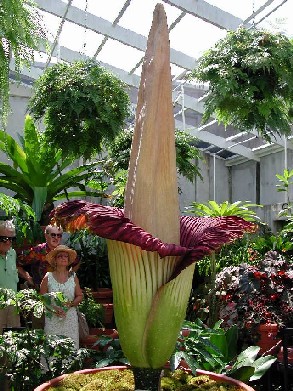 Flor gigante: foto de la flor más grande del mundo, Flor de cadáver