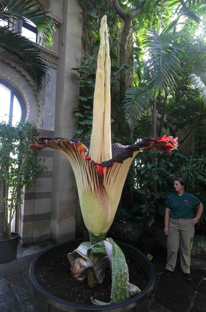 Flor Gigante