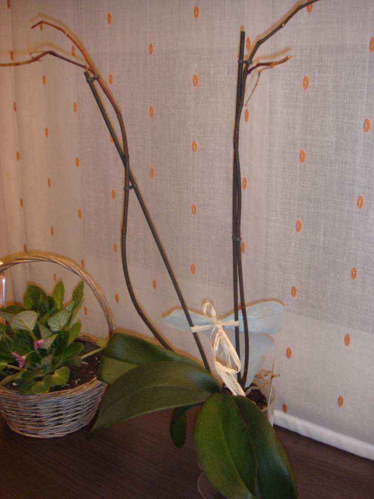 Mi orquídea se está secando