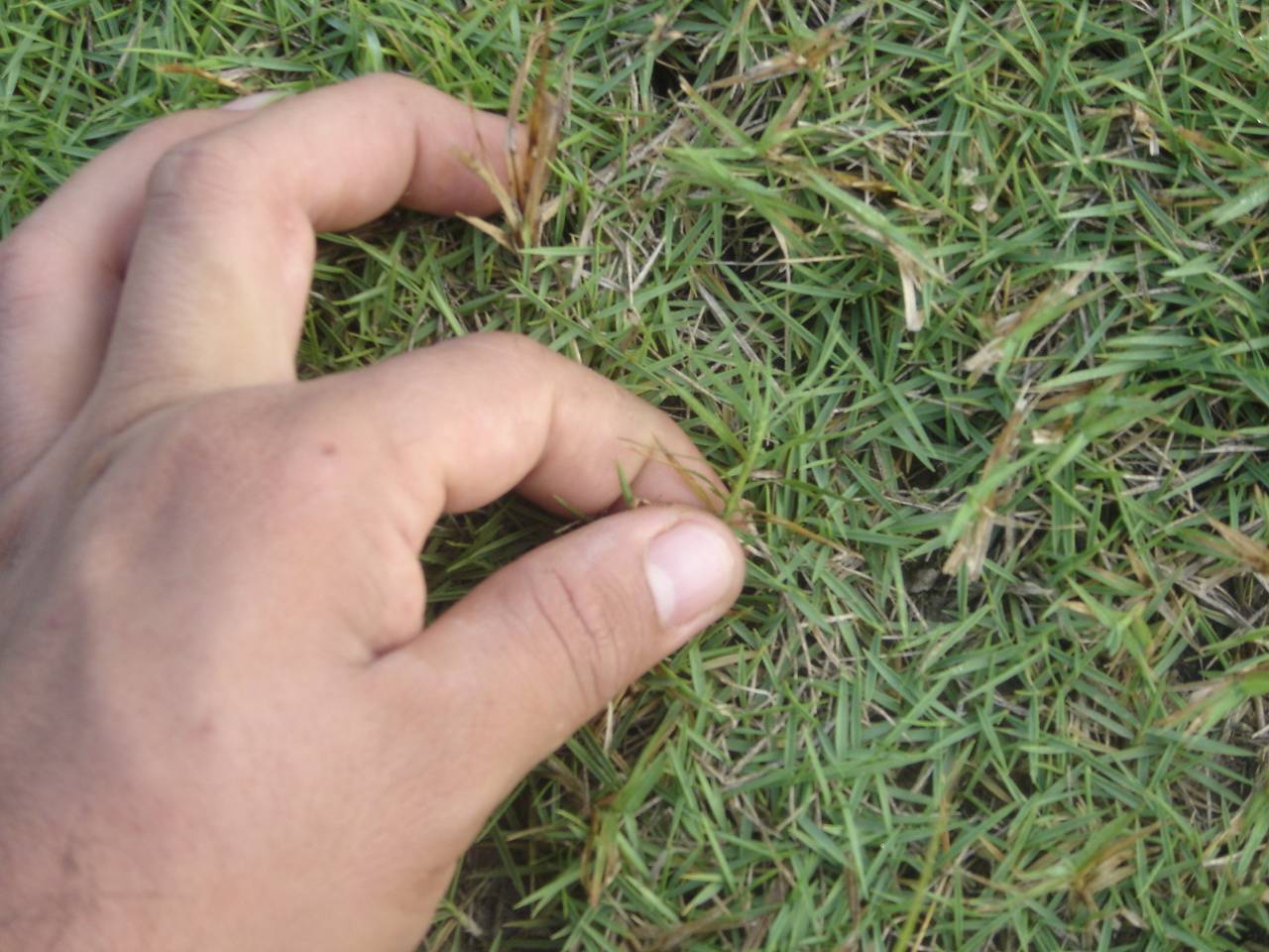 Identificar césped (inflorescencias, espigas)