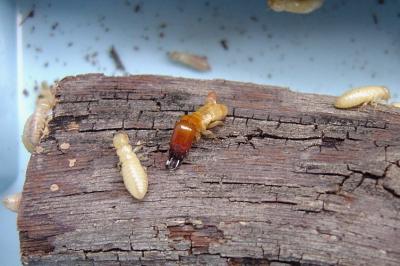 Termitas y carcomas: ¿pueden atacar a un árbol morera vivo?