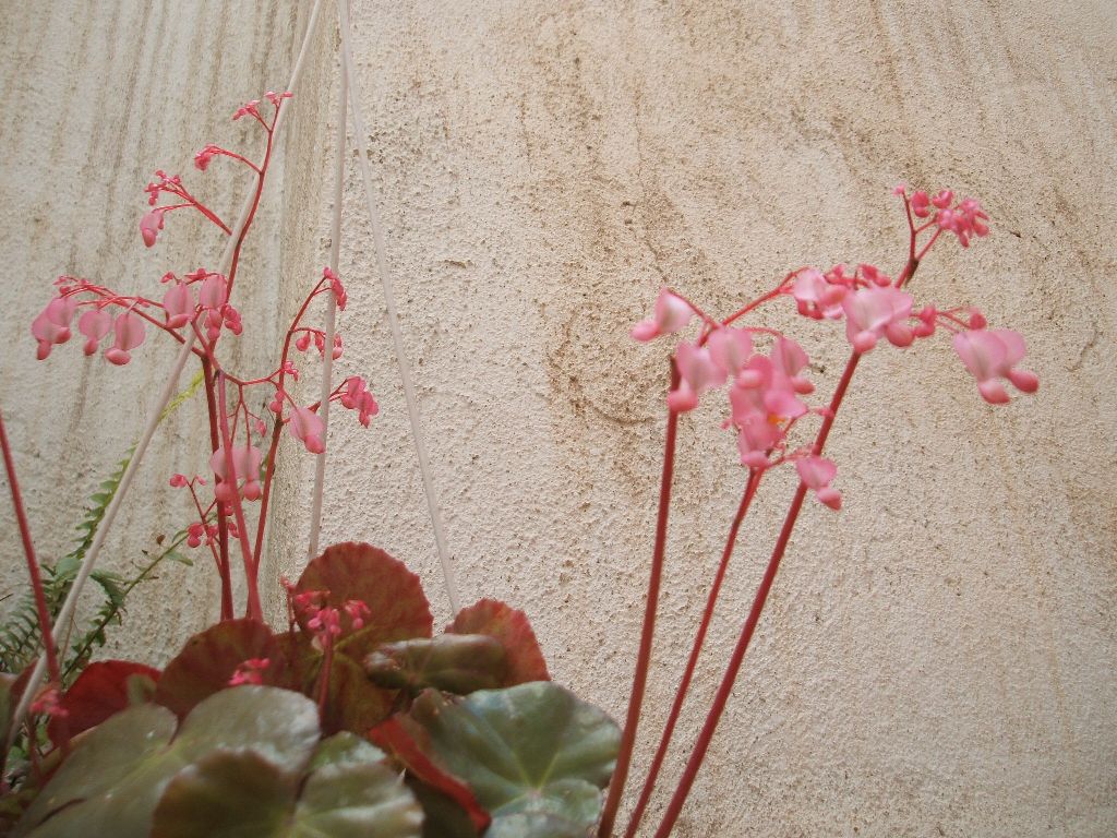 Begonia x erythrophylla: cuidados