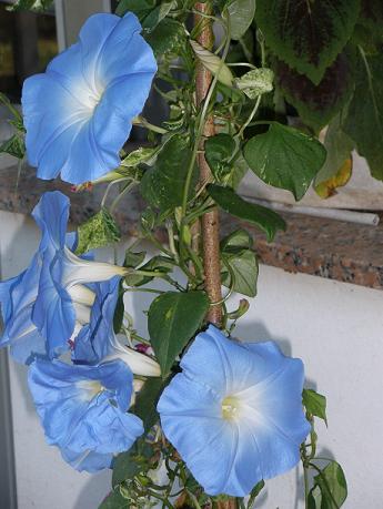 Flores azules parecidas a las peonias