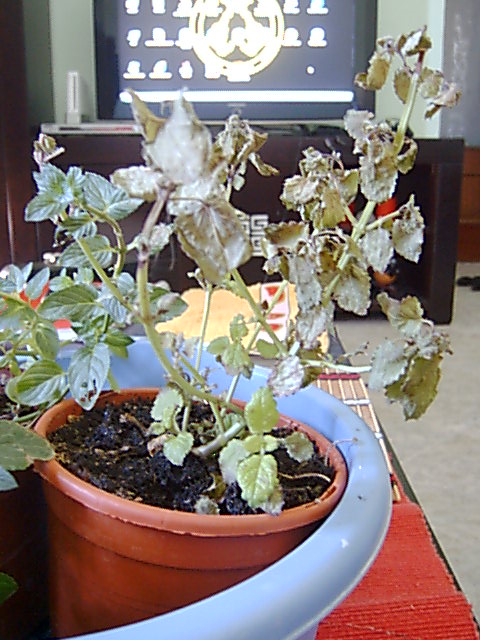 Begonia rex y melisa se le están secando las hojas de fuera a dentro