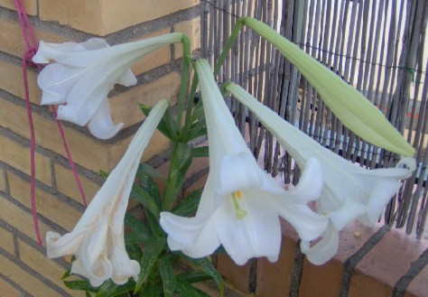 Lilium longiflorum: foto y cuidados