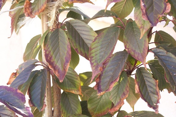 Cerezo japonés tiene los bordes de las hojas feos (fotos)