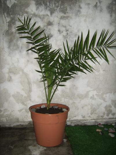 Planta Cycas, varias palmas en macetas de mimbre en suelo de