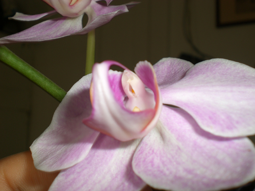 Orquídea polinizada