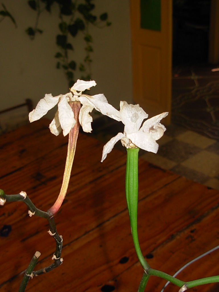 Orquídea polinizada