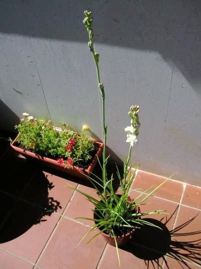Nardo o vara de San José (Polianthes tuberosa): cuidados