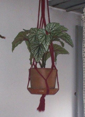 Begonia argenteo-guttata 'Ala de ángel': cuidados