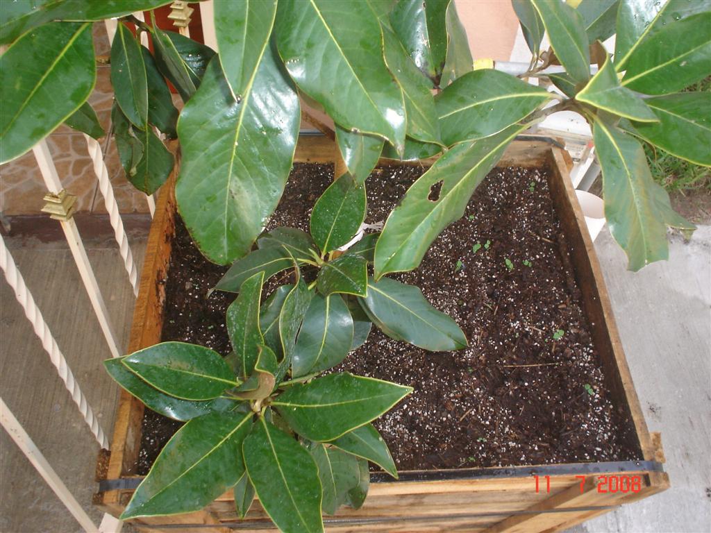 Manchas negras en la hoja de la Magnolia grandiflora